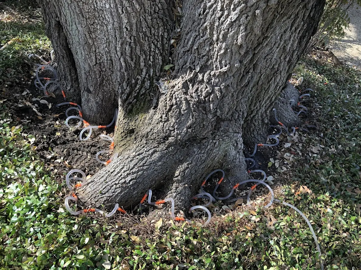 Detailed Tree Cabling and Bracing job site in Sailor Springs