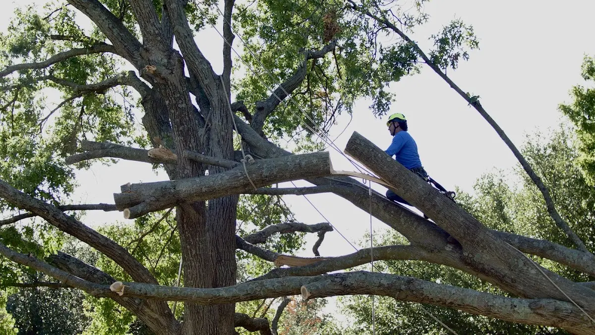 Professional Crown Thinning performed by certified arborists in Sailor Springs