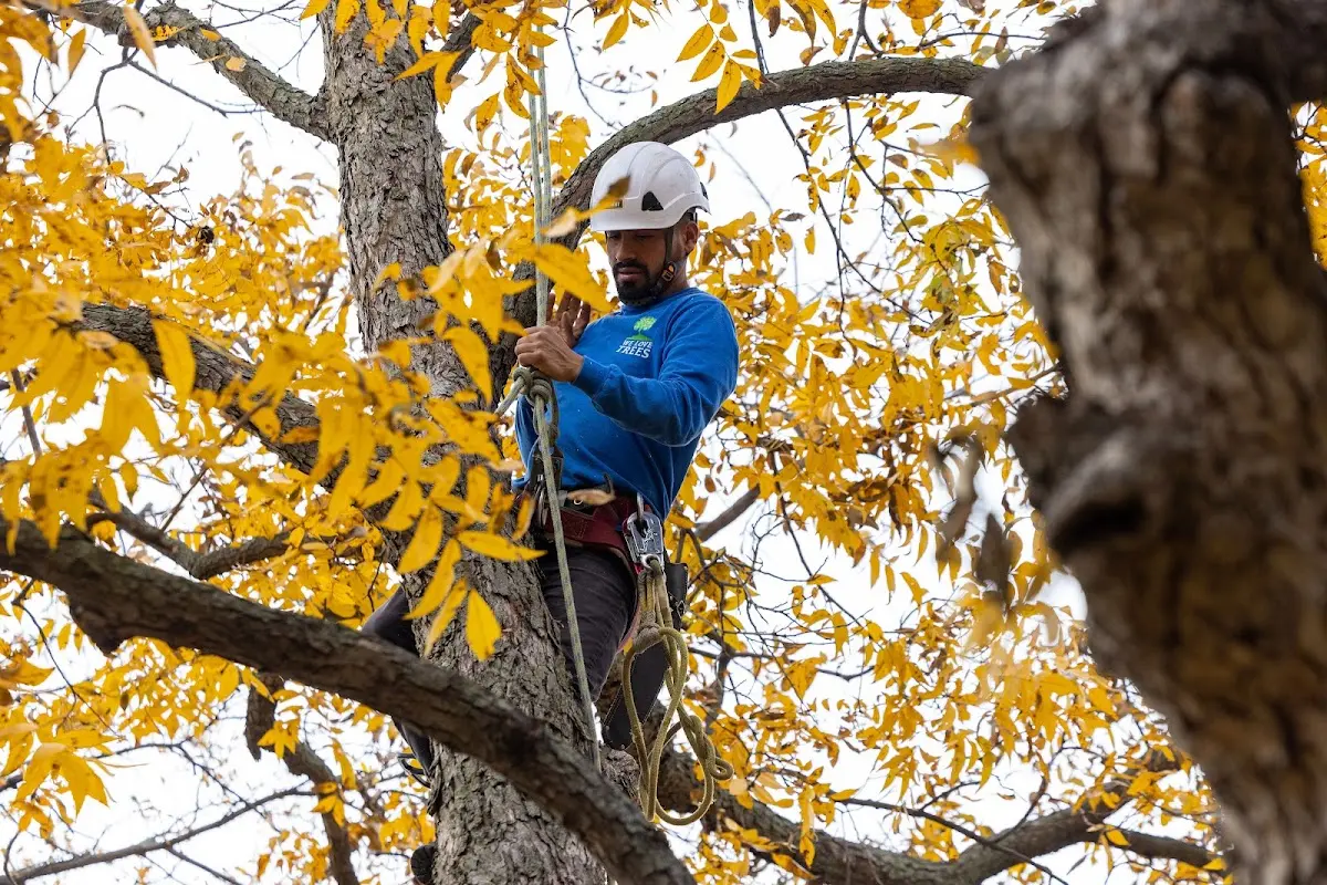 Skilled Tree Pruning crew working in Sailor Springs