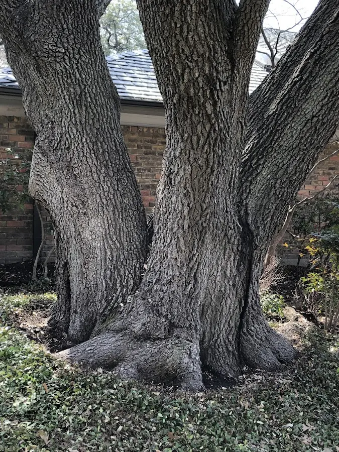 Mature heritage tree close to a Sailor Springs property cared for by certified arborists